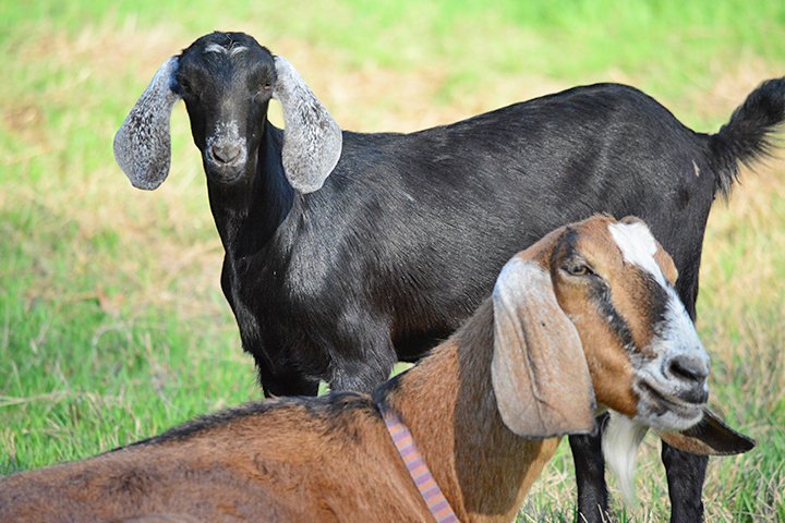 goat-pair